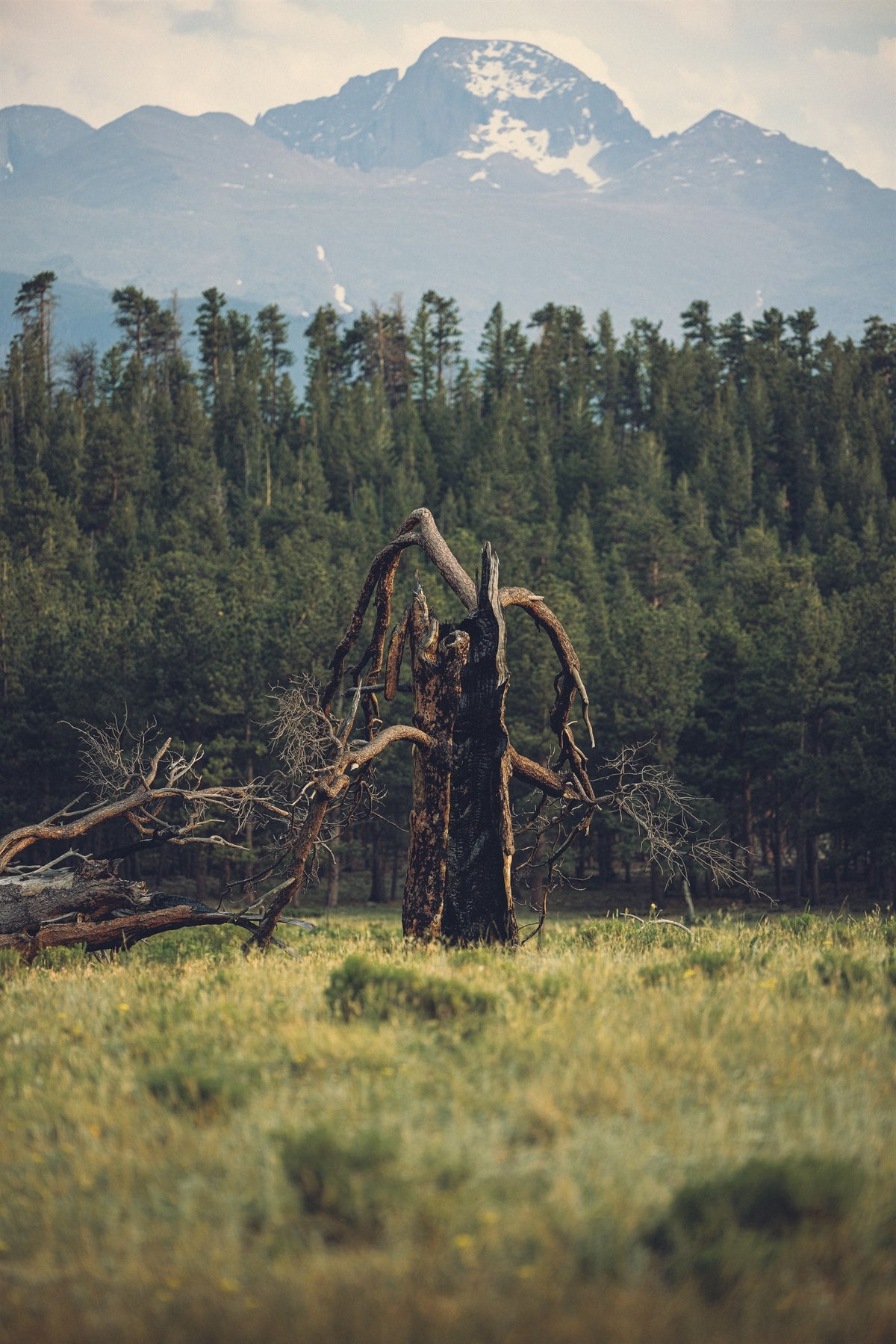 Fire Scarred