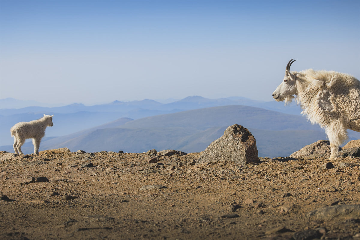 Alpine Goats on high rock, Colorado
