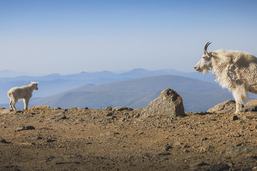Alpine Goats on high rock, Colorado