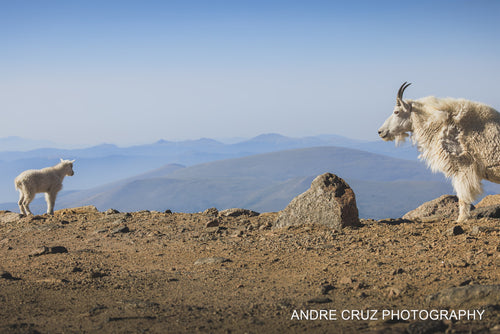 A mountain goat and kid on an alpine ridge above layered blue Colorado mountains