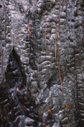 Fire Scarred I - Black Bark, charred bark on burnt timber, Colorado