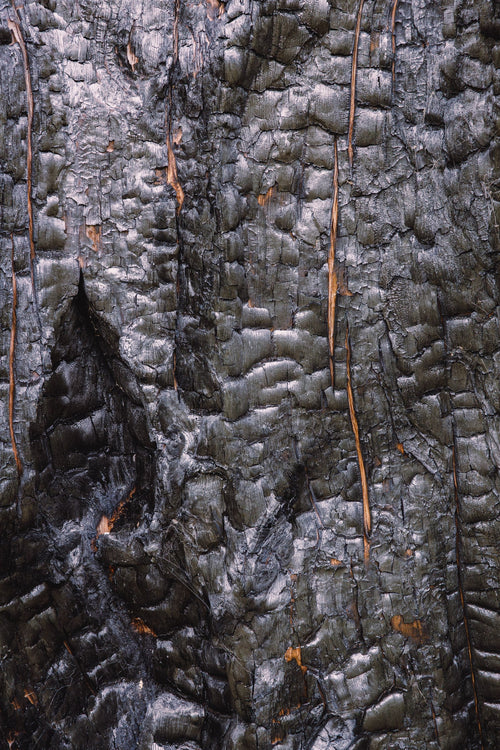 Fire Scarred I - Black Bark, charred bark on burnt timber, Colorado