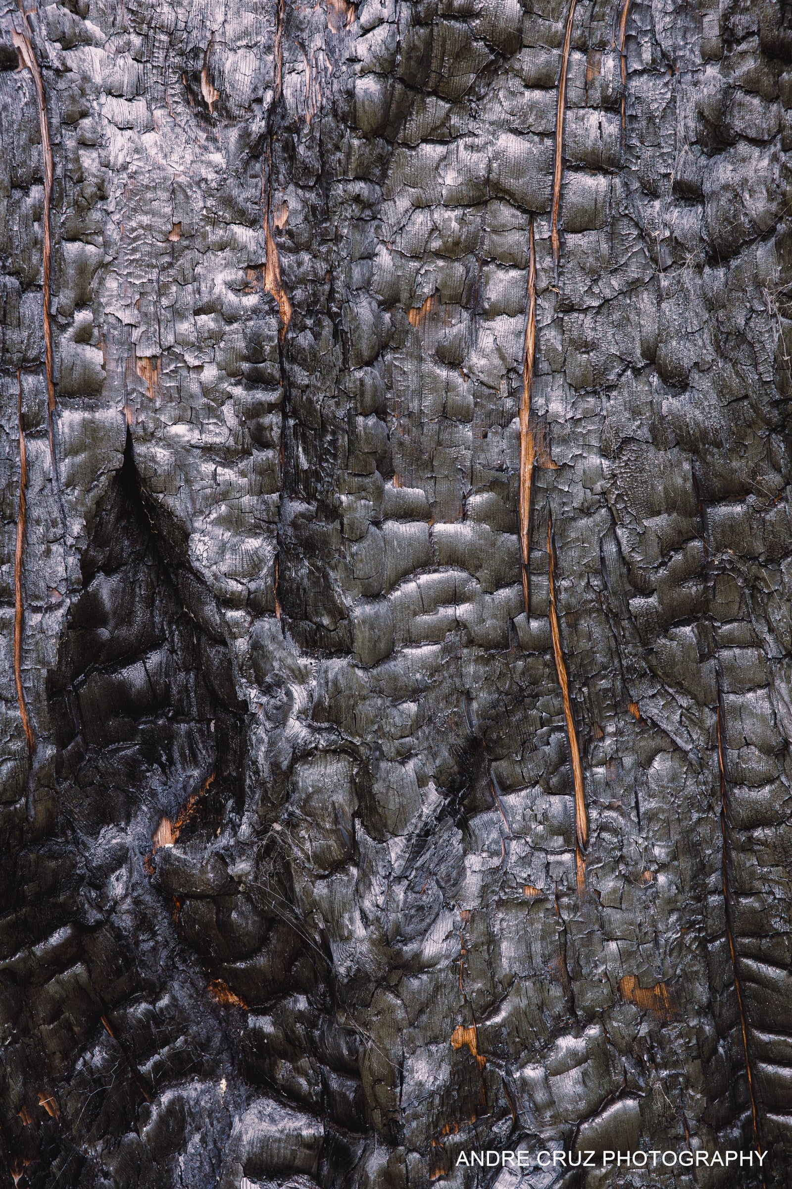 Close study of charred bark on a burnt tree, black and silvered vertical grooves
