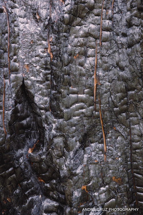 Close study of charred bark on a burnt tree, black and silvered vertical grooves