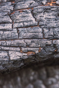 Fire Scarred III - Charcoal texture on a burnt trunk, Colorado