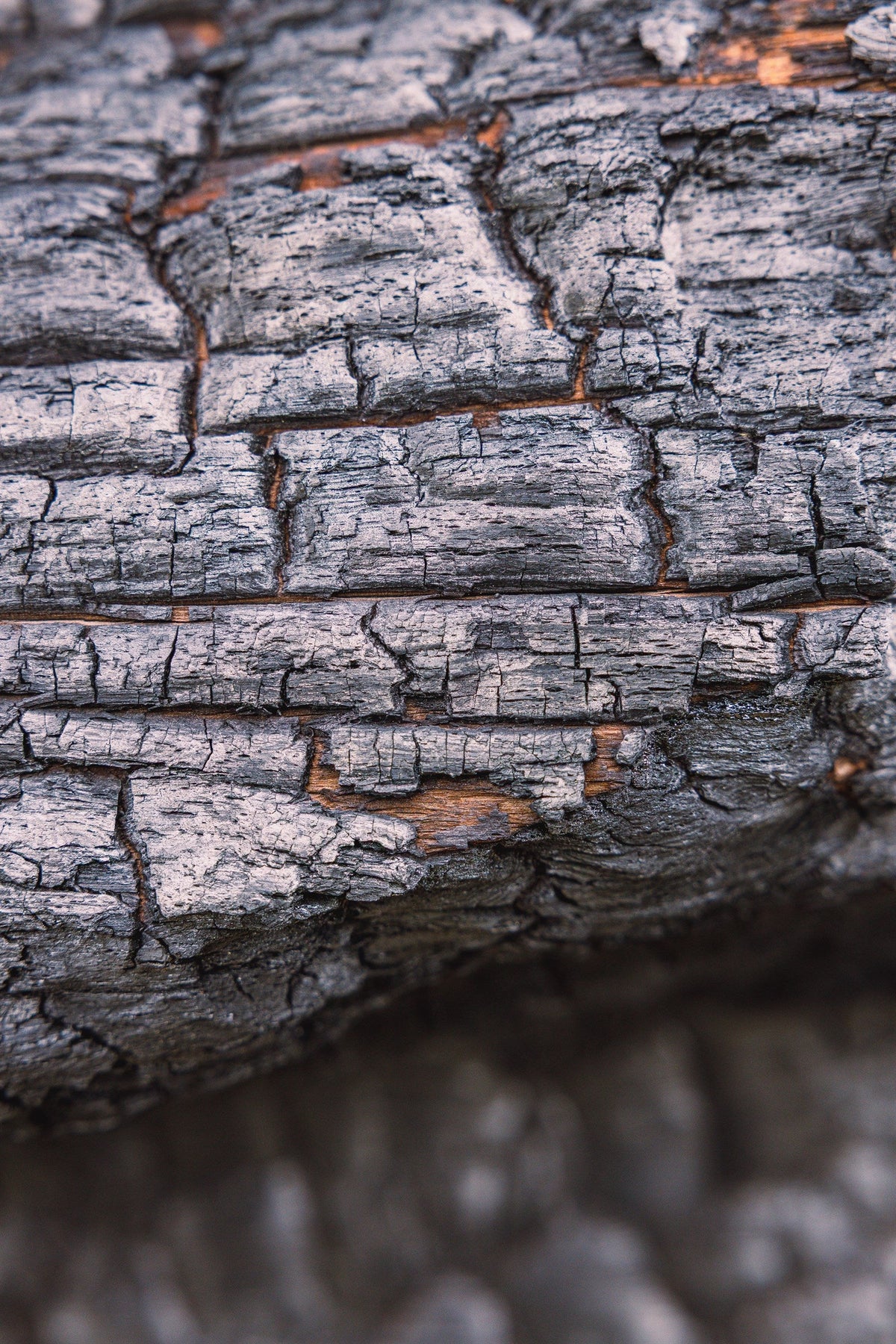 Fire Scarred III - Charcoal texture on a burnt trunk, Colorado