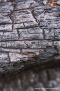 Cracked charcoal bark on a fire-killed trunk above snow