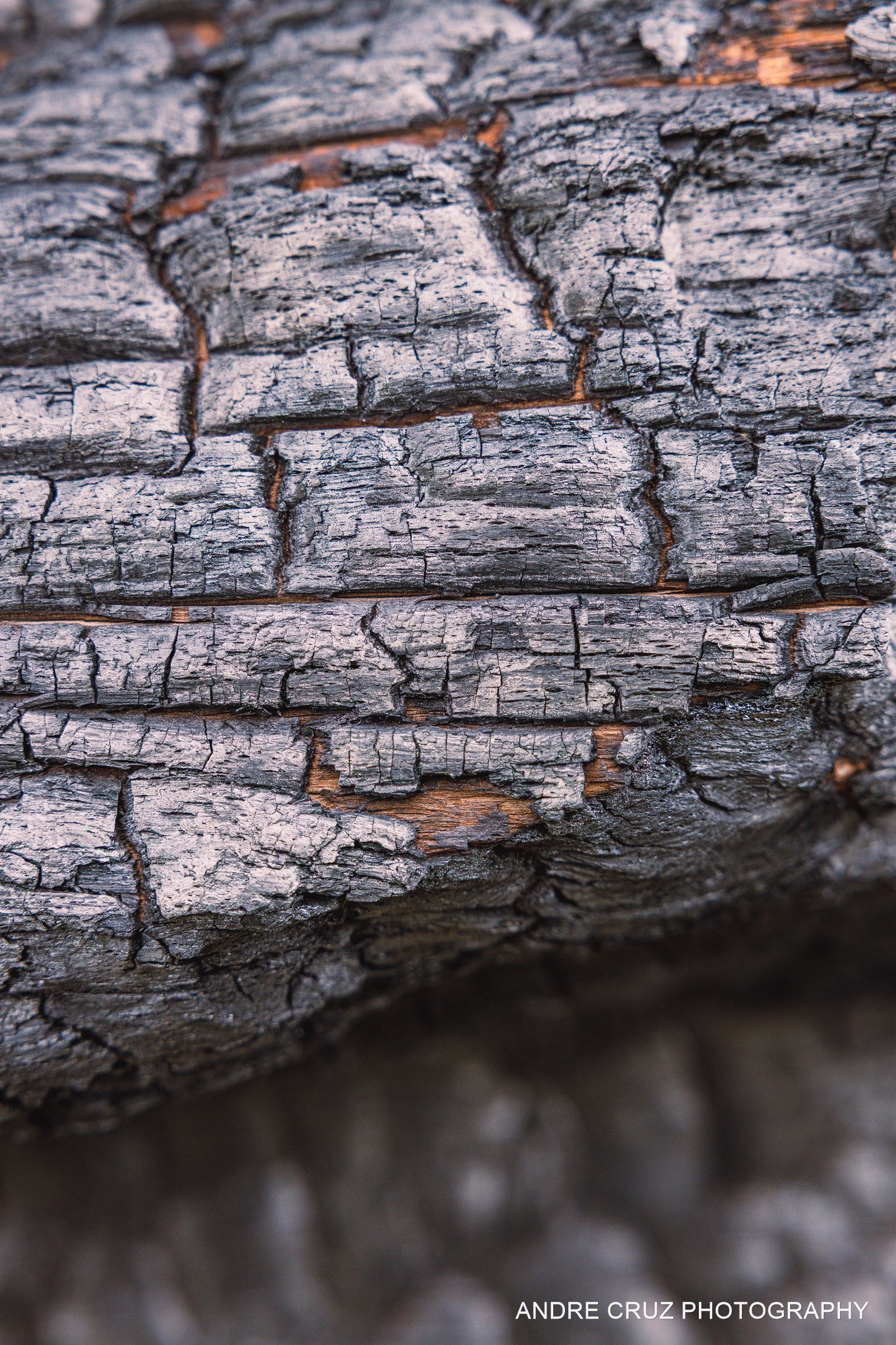 Cracked charcoal bark on a fire-killed trunk above snow