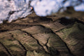 Fire Scarred V - Fallen burnt timber across a slope, Colorado
