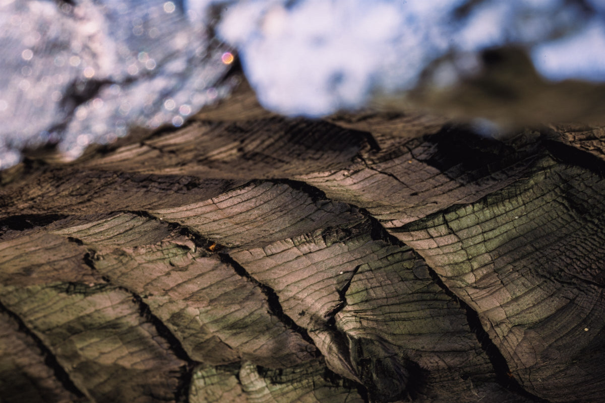 Fire Scarred V - Fallen burnt timber across a slope, Colorado