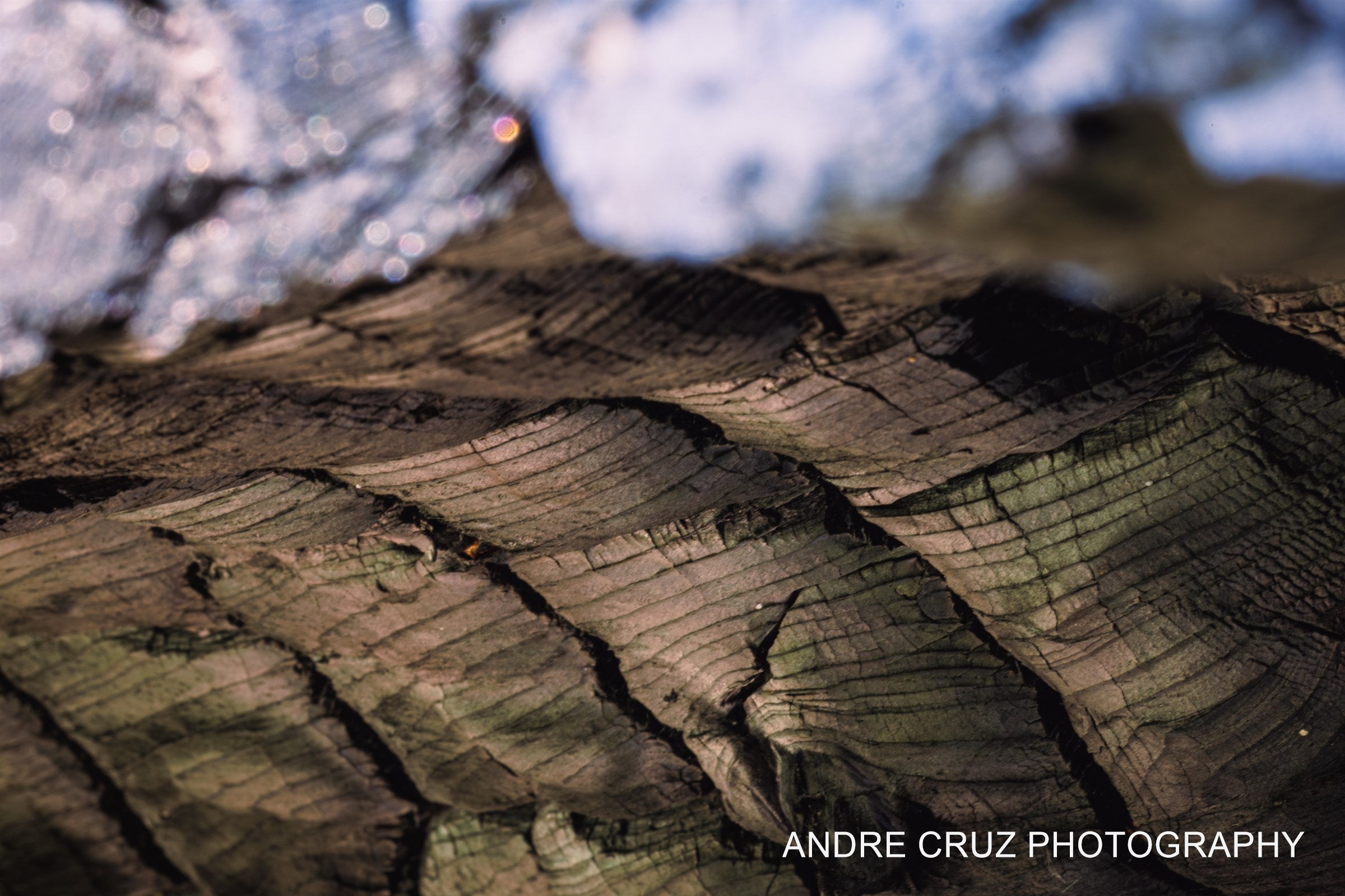 A fallen fire-killed log with weathered grain, snow along its upper edge