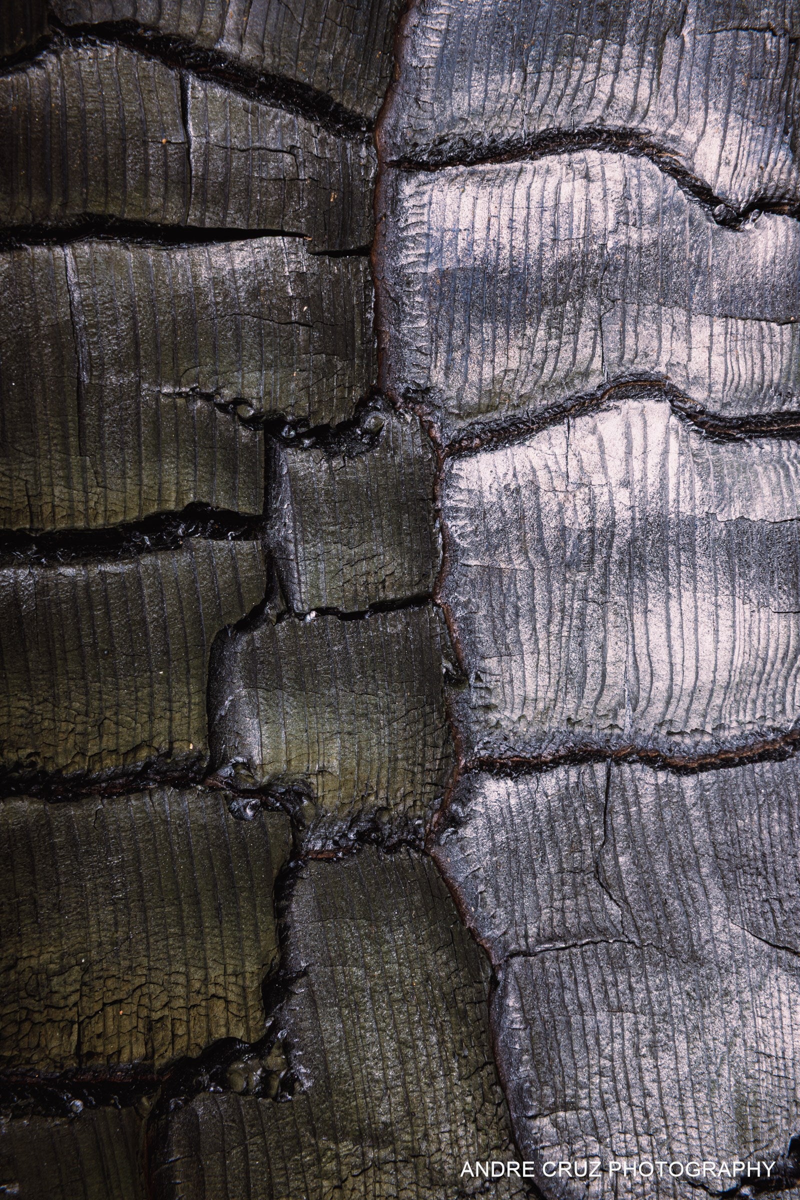 Deep cracks in silvered and blackened burnt wood