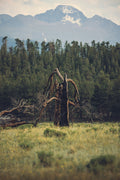 Fire Scarred VI - Standing Alone, a lone burnt tree in the burn scar, Colorado