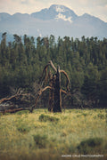 A lone fire-killed tree in a green meadow with forest and a snow-capped peak behind