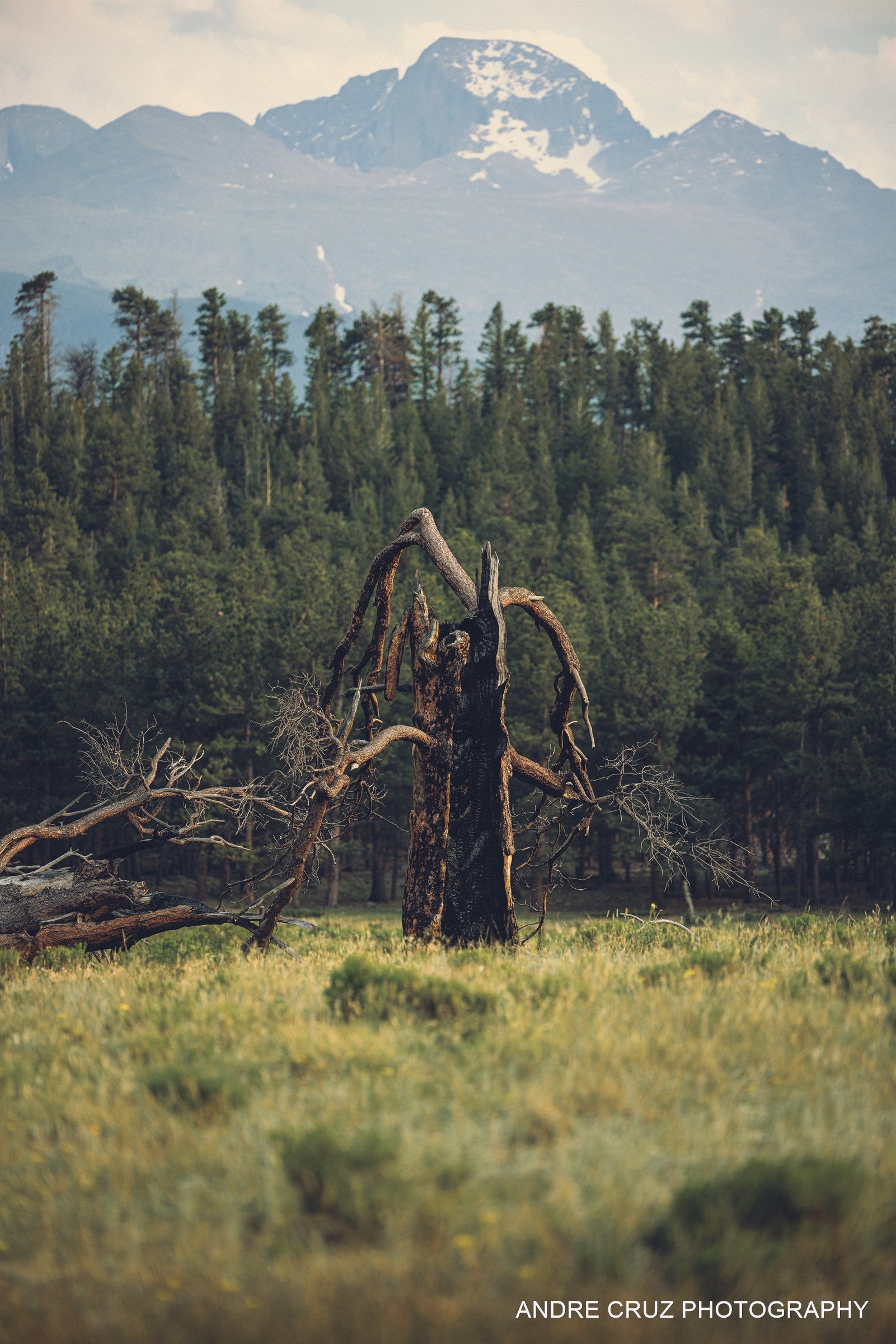 A lone fire-killed tree in a green meadow with forest and a snow-capped peak behind