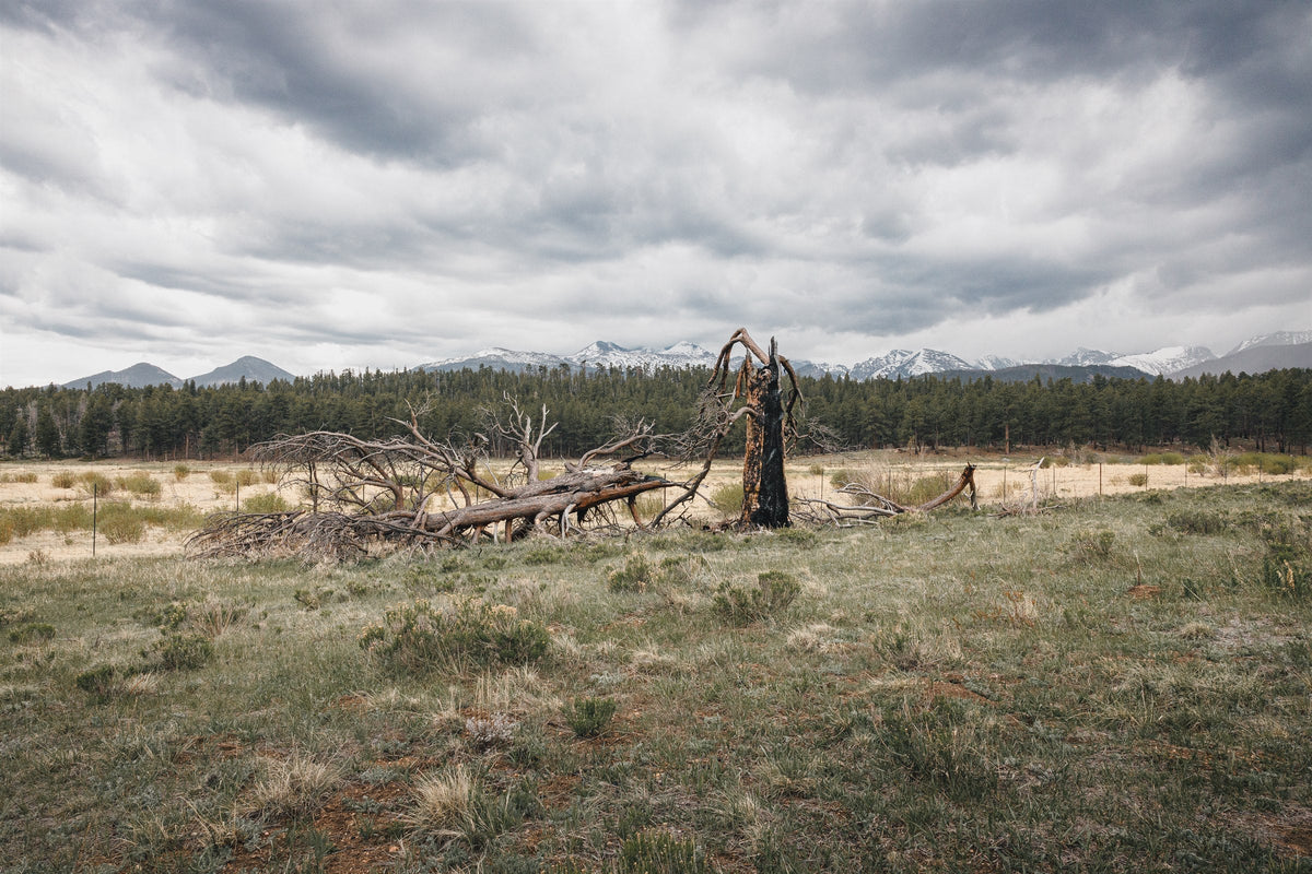 Fire Scarred VII - The Range Beyond, burnt timber with the Front Range behind, Colorado