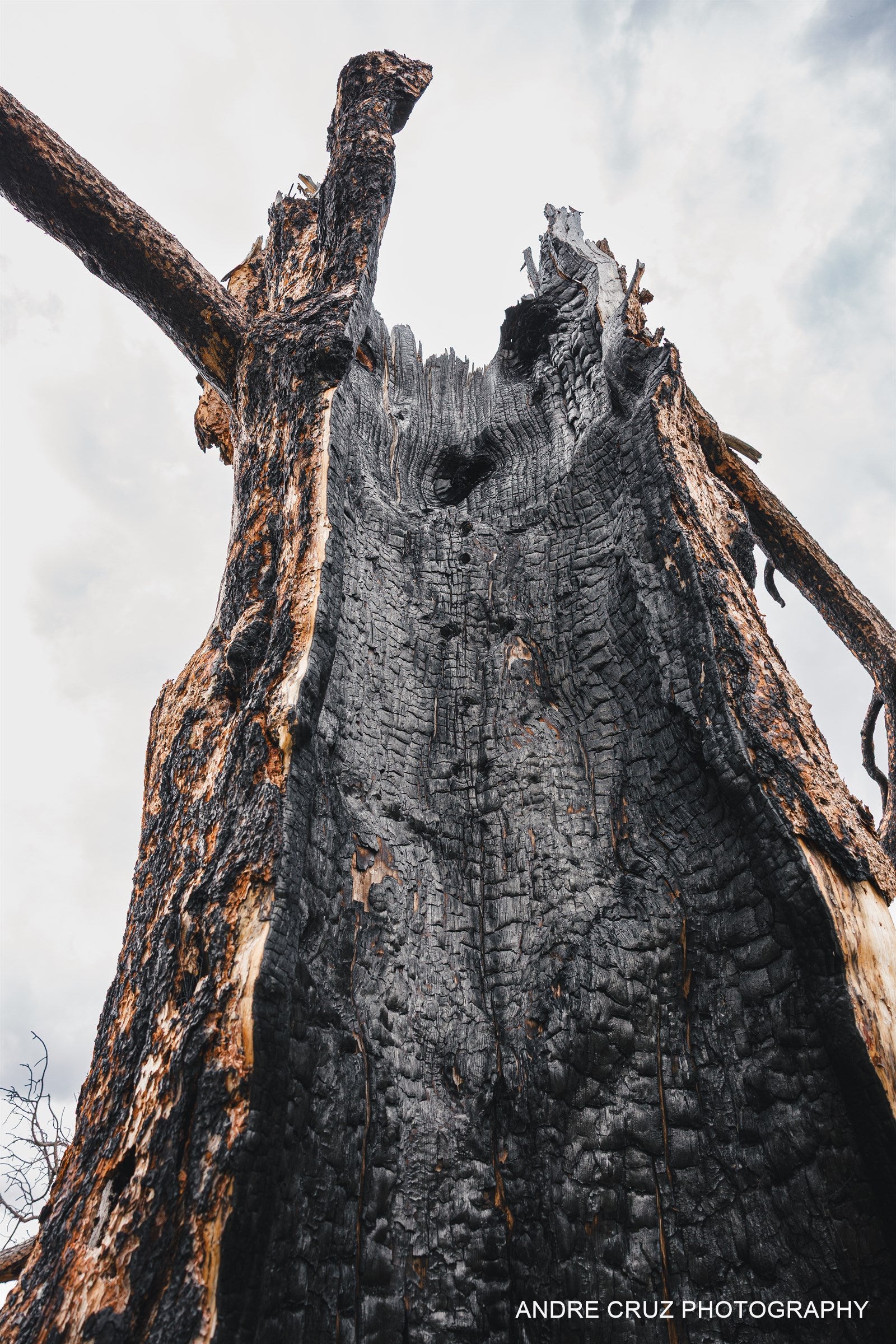 A burnt standing snag with a broken top and bare branches against a pale sky