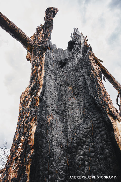 A burnt standing snag with a broken top and bare branches against a pale sky