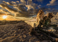 First Light III - Driftwood, a driftwood root on the sand at sunrise, Florida coast