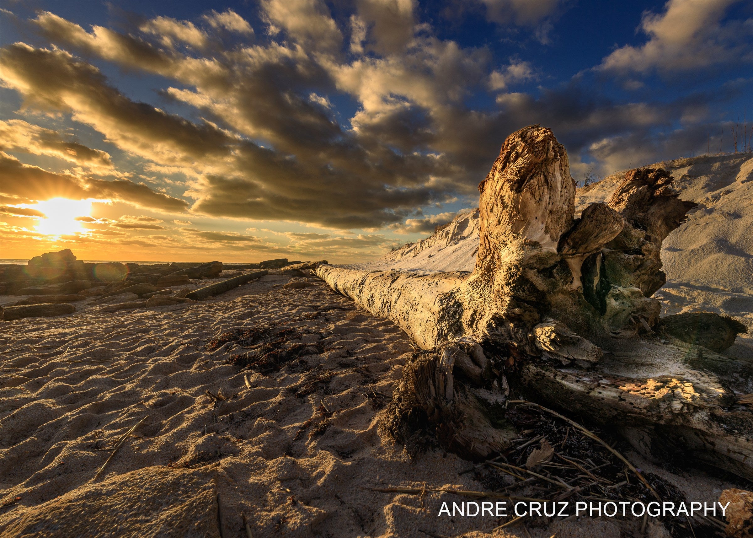 A large driftwood root on the sand at sunrise under dramatic cloud, Florida coast