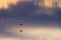 Golden Waters IV - Violet Water, abstract rippled water in violet and gold, Colorado