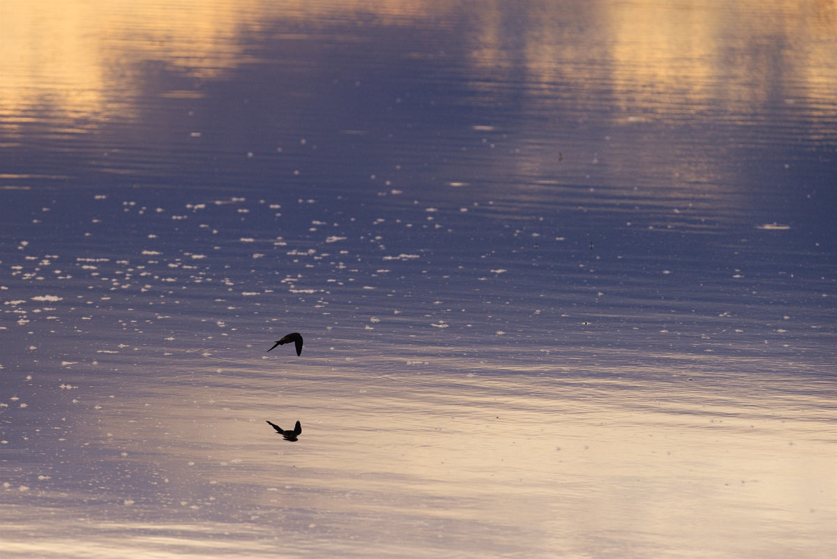 Golden Waters IV - Violet Water, abstract rippled water in violet and gold, Colorado