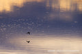 Abstract rippled water in violet and gold with two birds in flight, Colorado