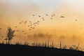 Golden Waters II - Flight, a flock of birds over a misty amber lake, Colorado