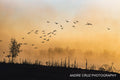 A flock of birds in flight over a misty amber lake at dawn, Colorado