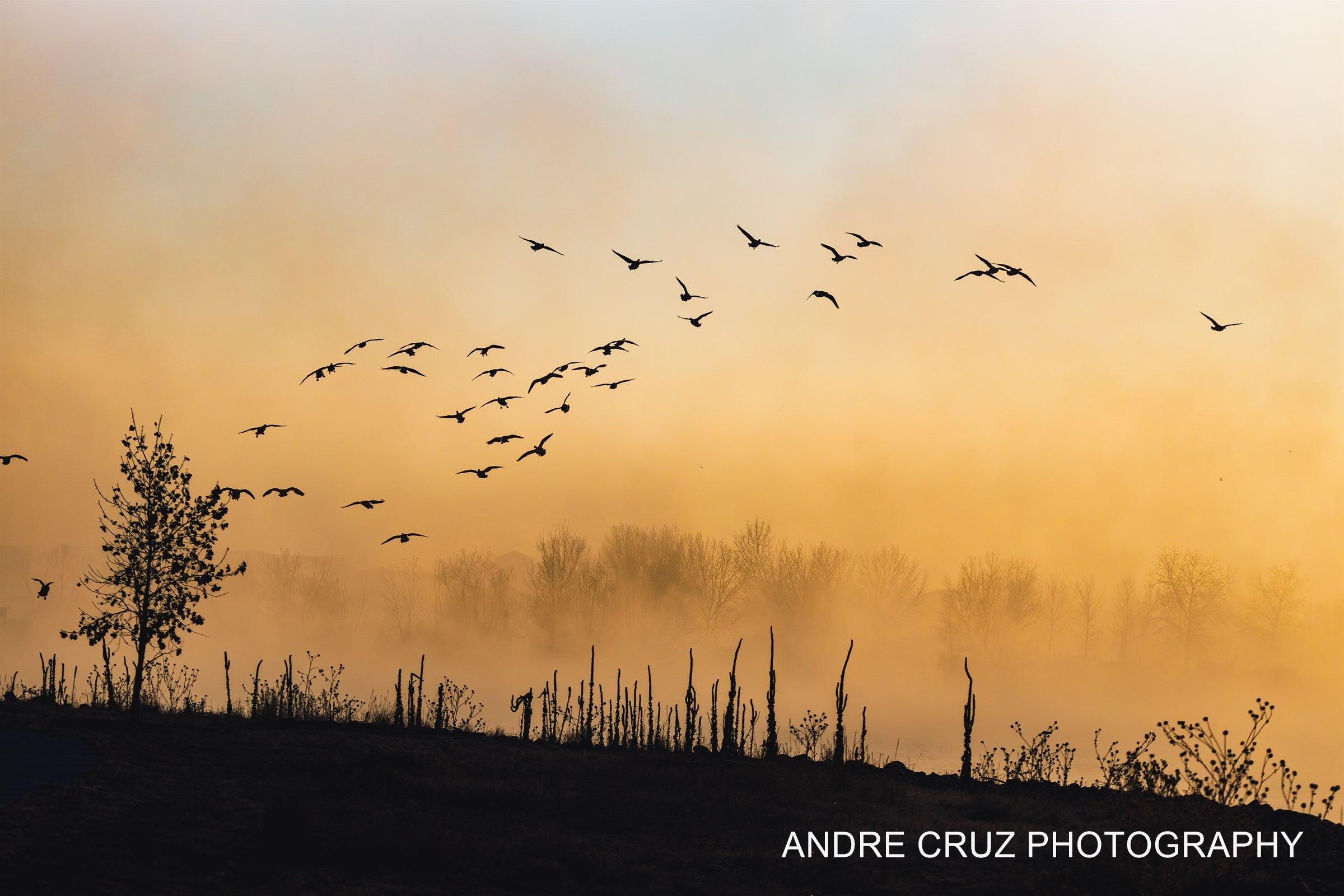 A flock of birds in flight over a misty amber lake at dawn, Colorado