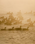 Golden Waters III - Geese in Fog, geese swimming through golden fog at sunrise, Colorado