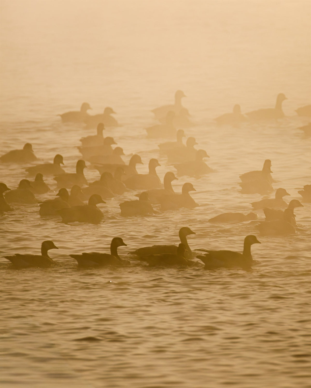 Golden Waters III - Geese in Fog, geese swimming through golden fog at sunrise, Colorado
