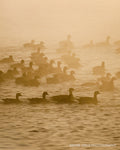 Geese swimming through golden fog on still water at sunrise, Colorado