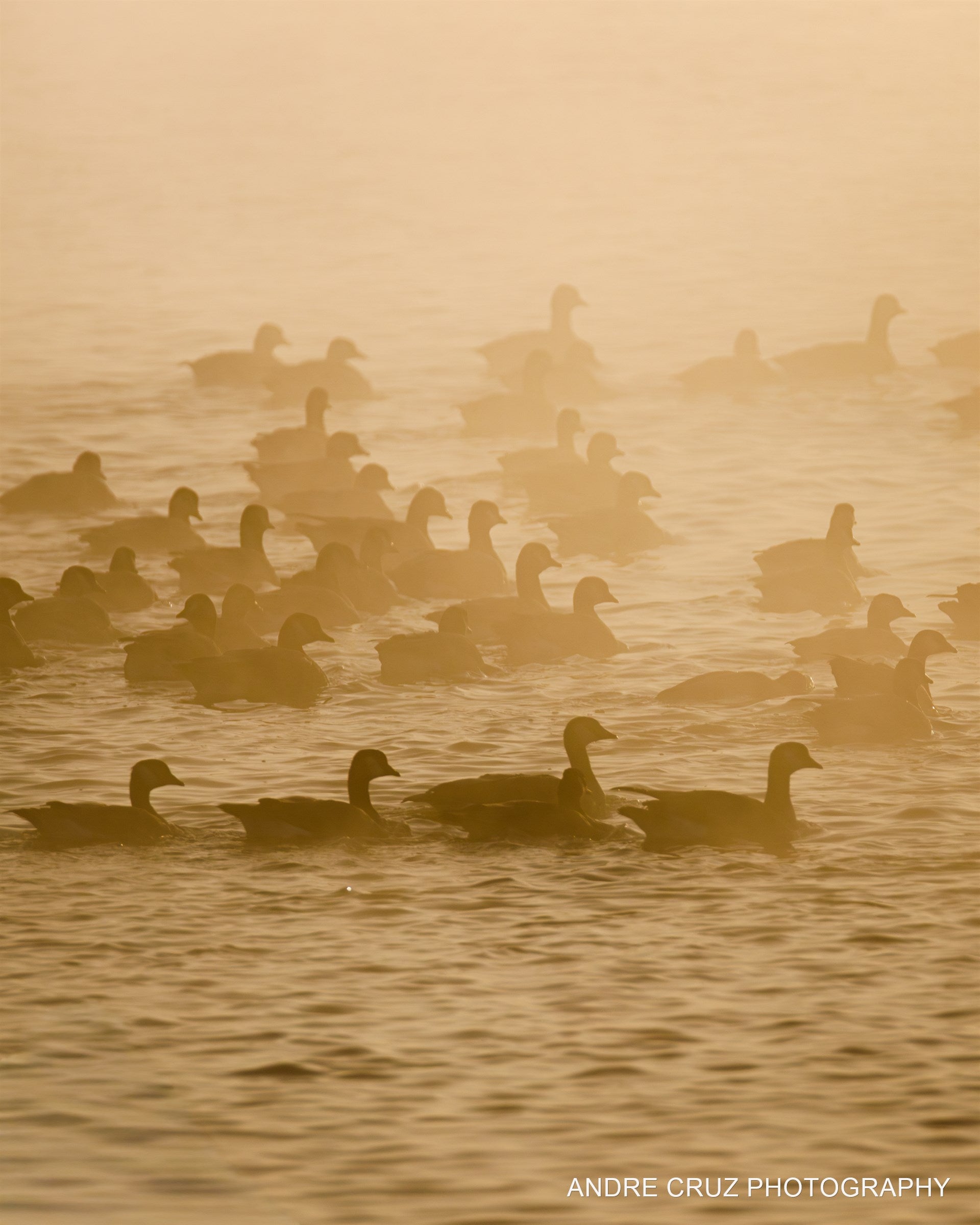 Geese swimming through golden fog on still water at sunrise, Colorado