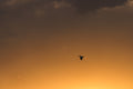Golden Waters V - Lone Bird, a single bird silhouetted against a warm amber sky, Colorado