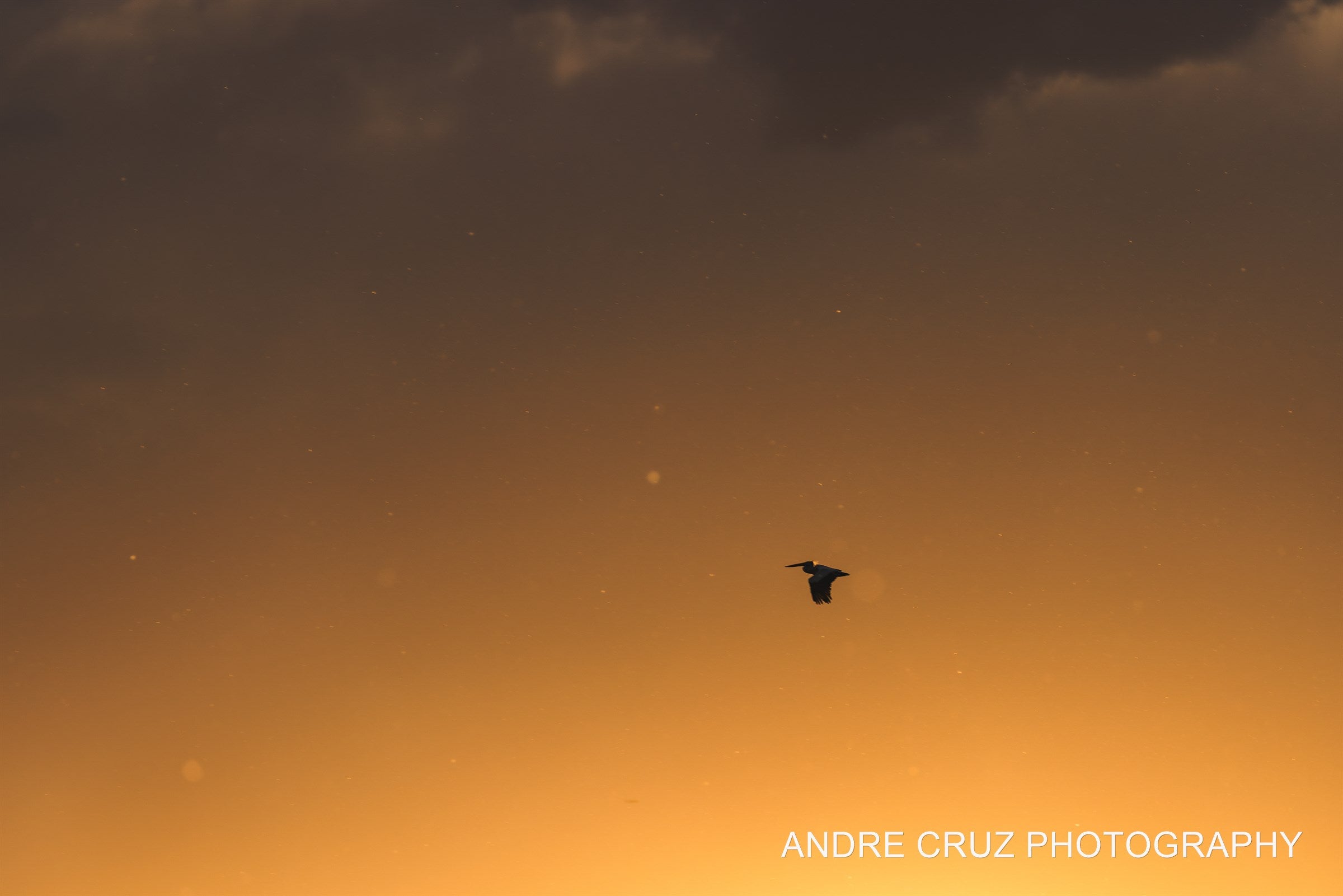 A single bird silhouetted against a warm amber sky, minimalist, Colorado