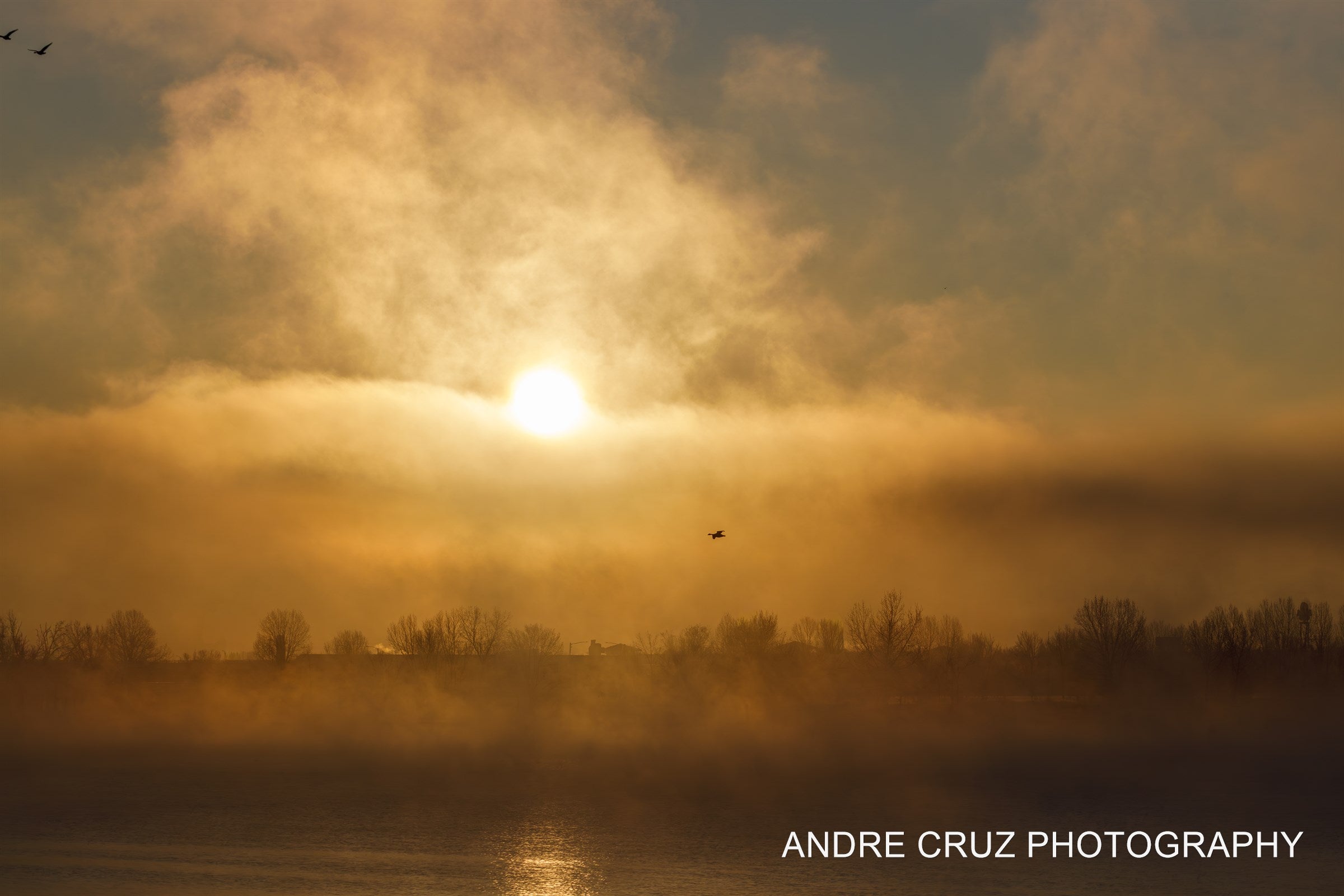 Golden mist rising off a lake at sunrise with the sun low over bare trees, Colorado