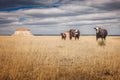 High Plains IV - Cattle and Butte, Pawnee National Grassland, Colorado