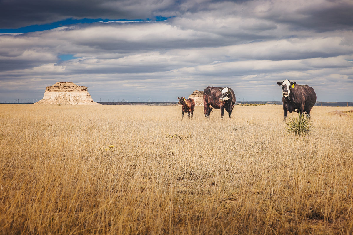High Plains IV - Cattle and Butte, Pawnee National Grassland, Colorado
