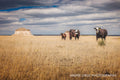 Cattle standing in golden shortgrass prairie with a chalk butte on the horizon under a heavy cloud bank