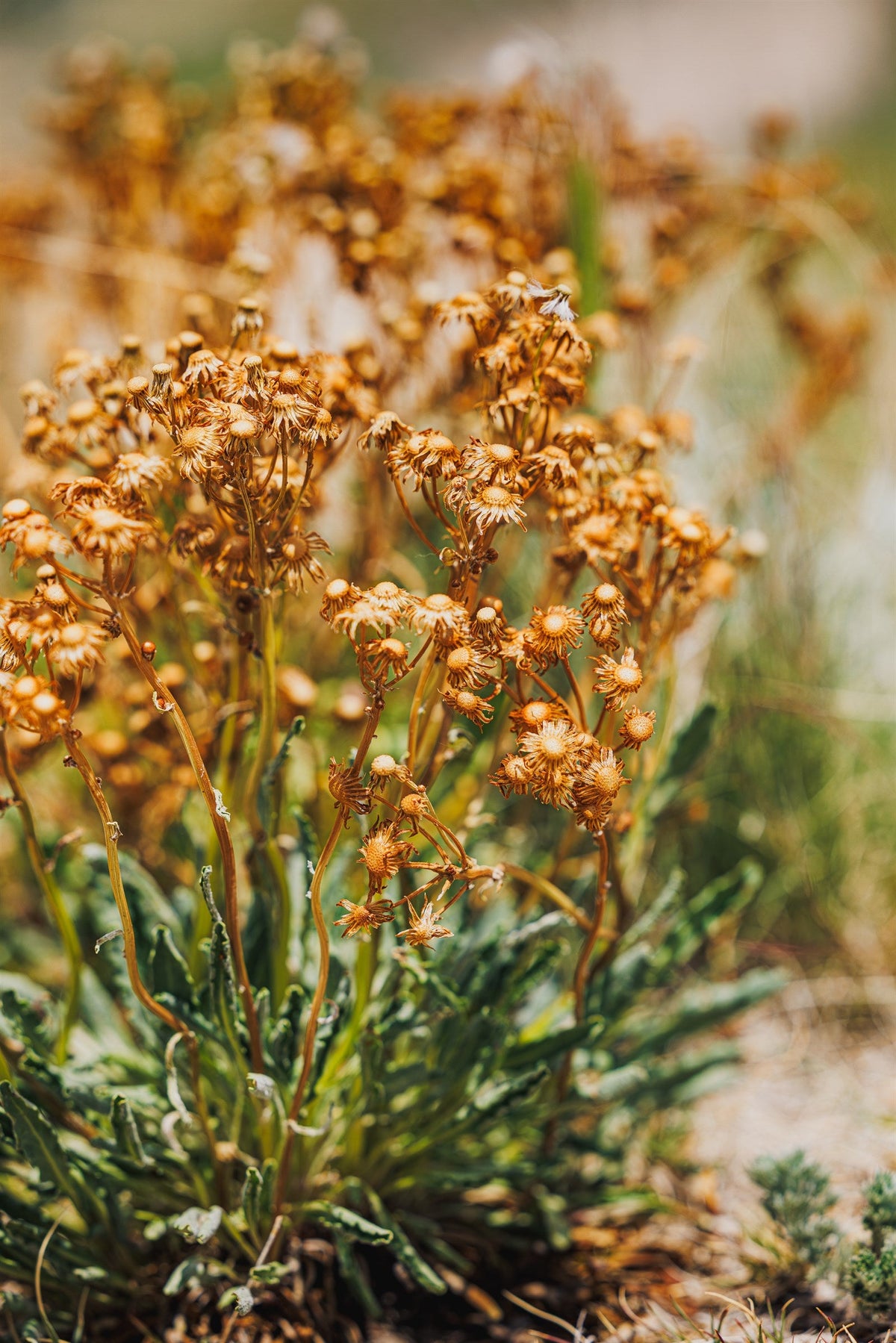 High Plains II - Gone to Seed, shortgrass gone to seed, Pawnee National Grassland, Colorado