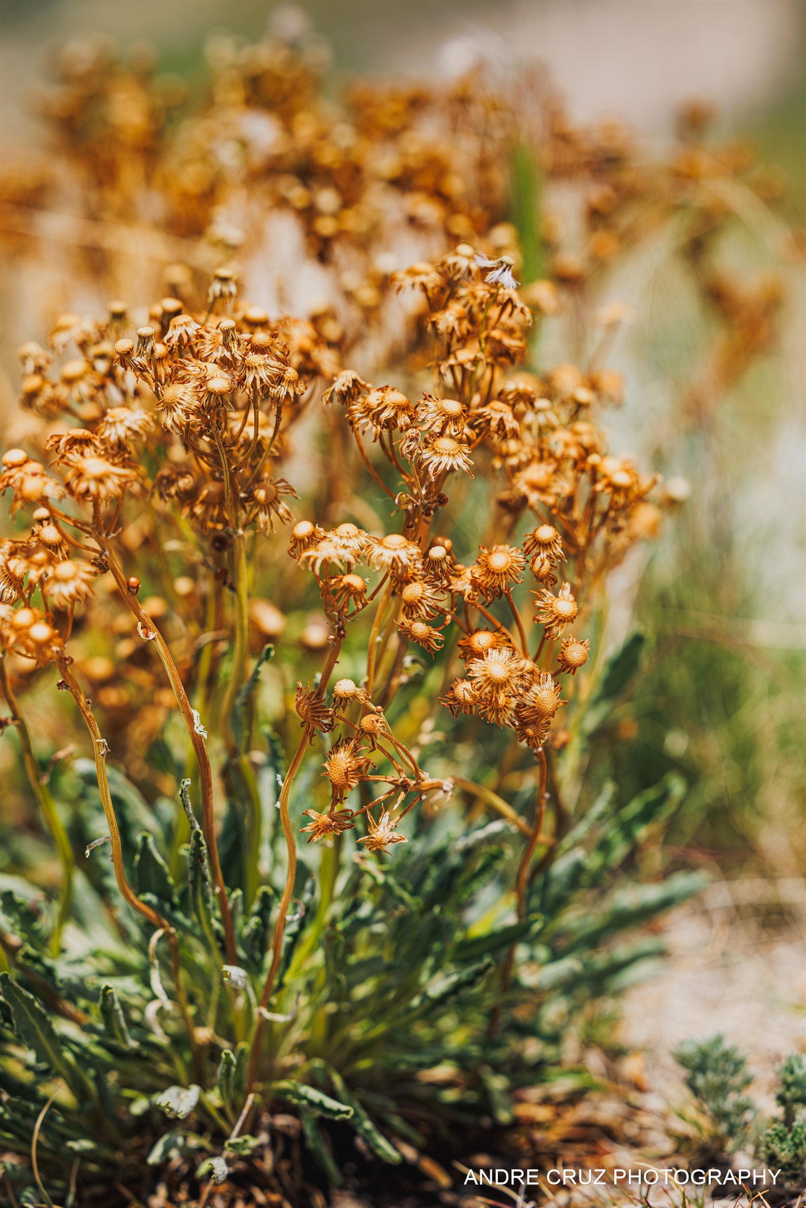 A prairie wildflower gone to seed in close-up, golden seed heads against soft green foliage