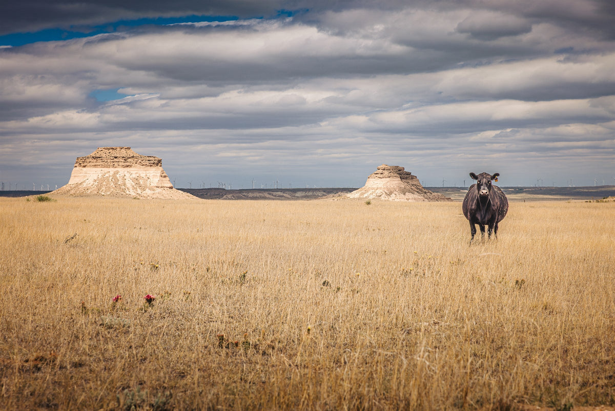 High Plains III - Pawnee Buttes rising from the shortgrass prairie, Colorado