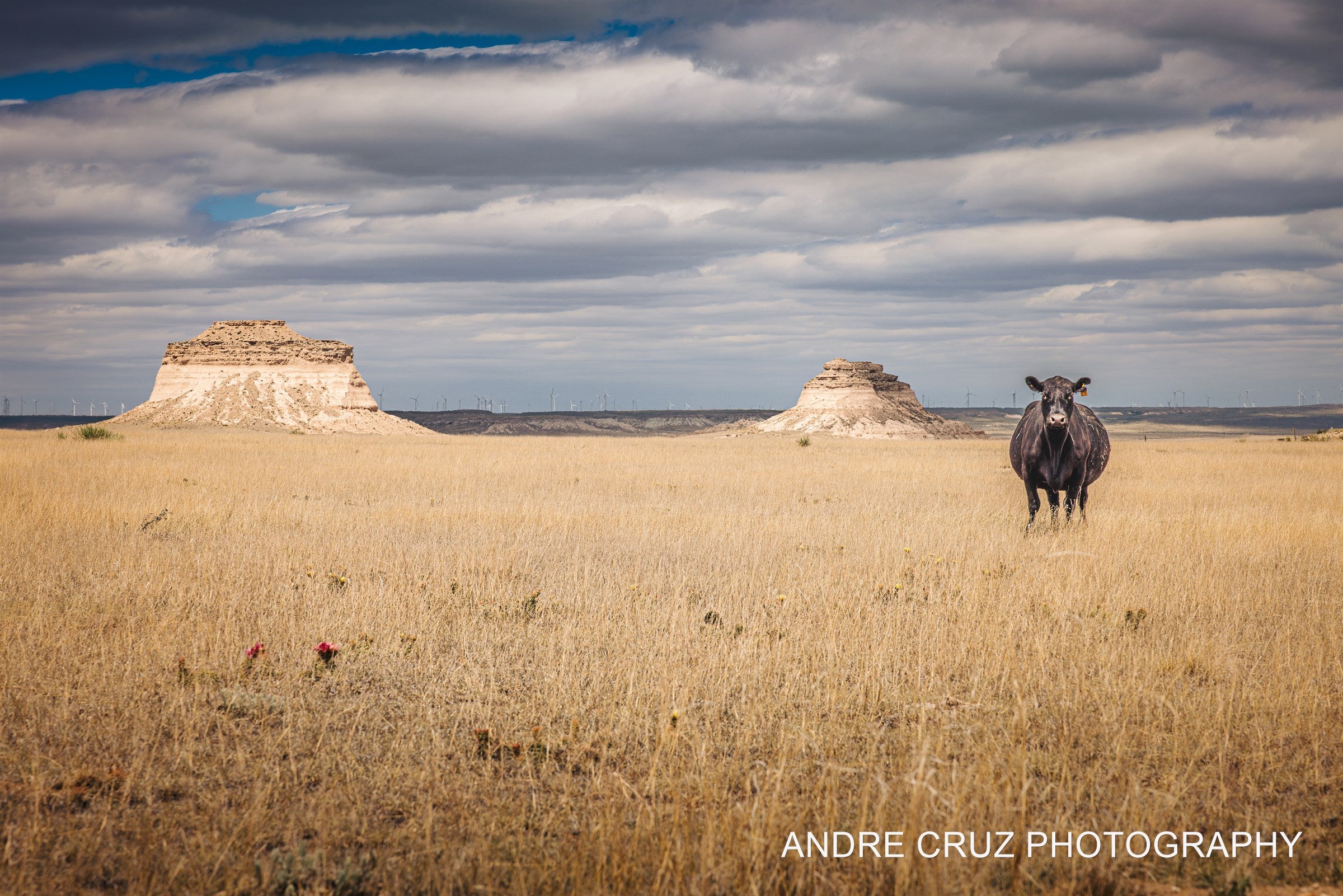 The two Pawnee Buttes rising from golden shortgrass prairie with a single black cow in the foreground