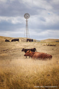 A windmill on the Colorado plains with cattle gathered beneath it and two red cattle resting in tall grass