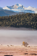 Longs Peak Above the Fog with a single gold cottonwood, Rocky Mountain National Park