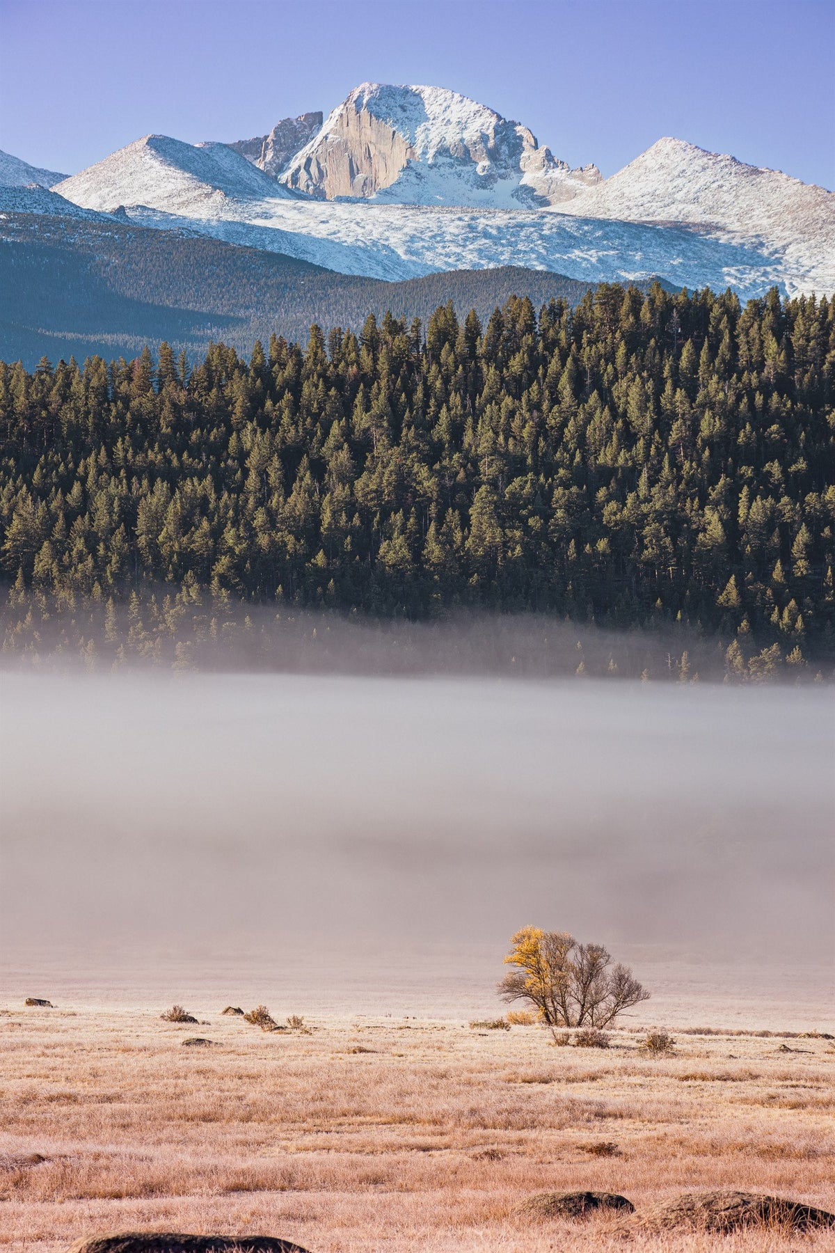 Longs Peak Above the Fog with a single gold cottonwood, Rocky Mountain National Park