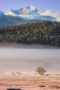 Longs Peak Above the Fog
