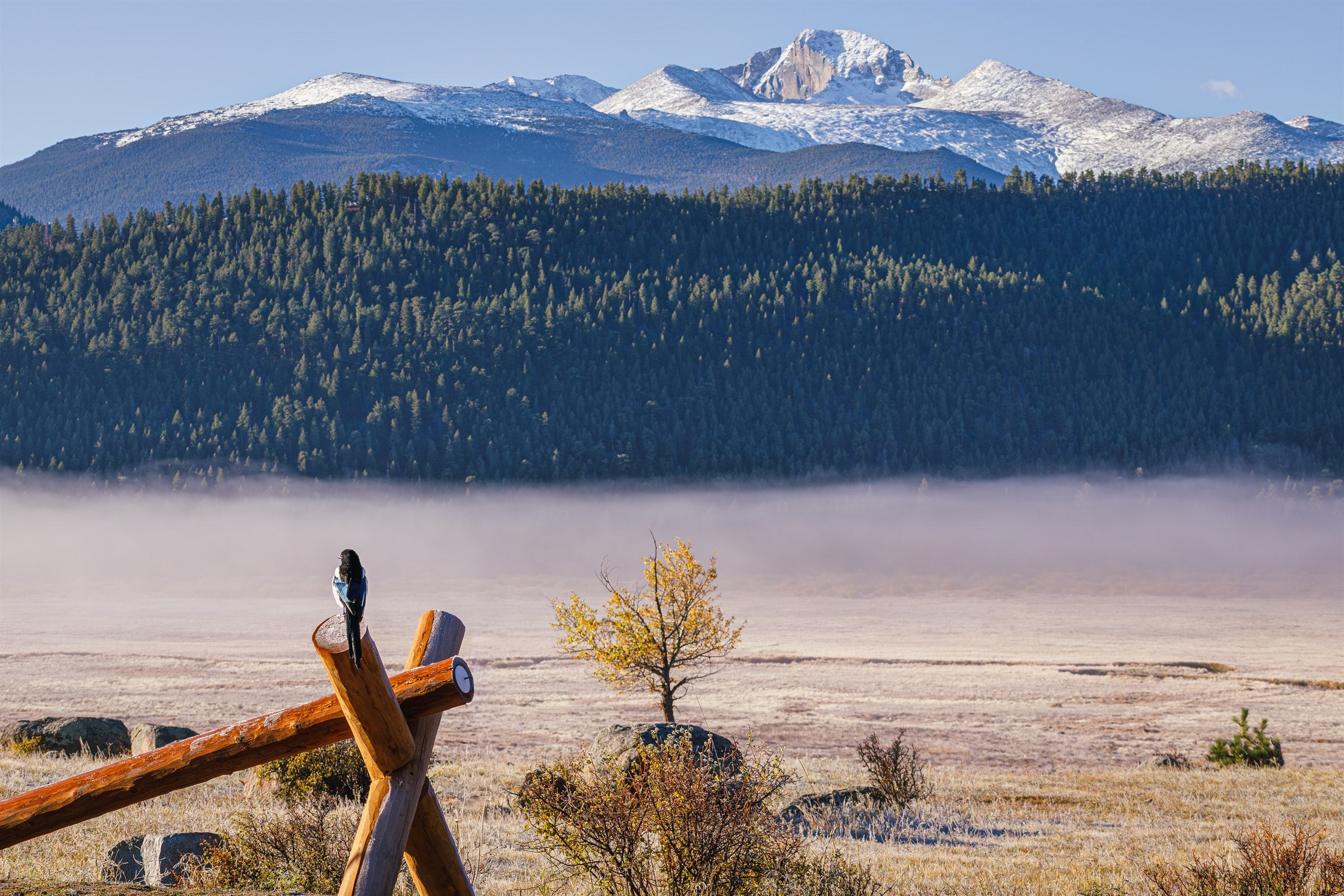 A magpie on a split-rail fence with a golden aspen and mist over the meadow, snow-capped Longs Peak behind