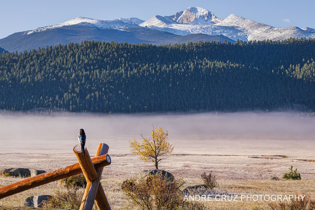 Magpie and Longs Peak